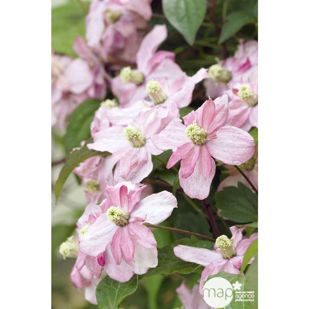 Clematis montana Broughton Star : ctr de 3 Litres