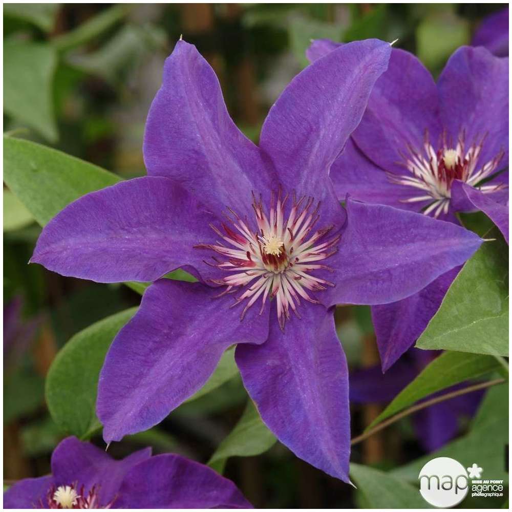 Clematis ' The President ': conteneur 3 litres