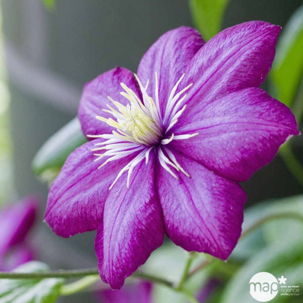 Clematis ' Ville de Lyon ': conteneur 3 litres