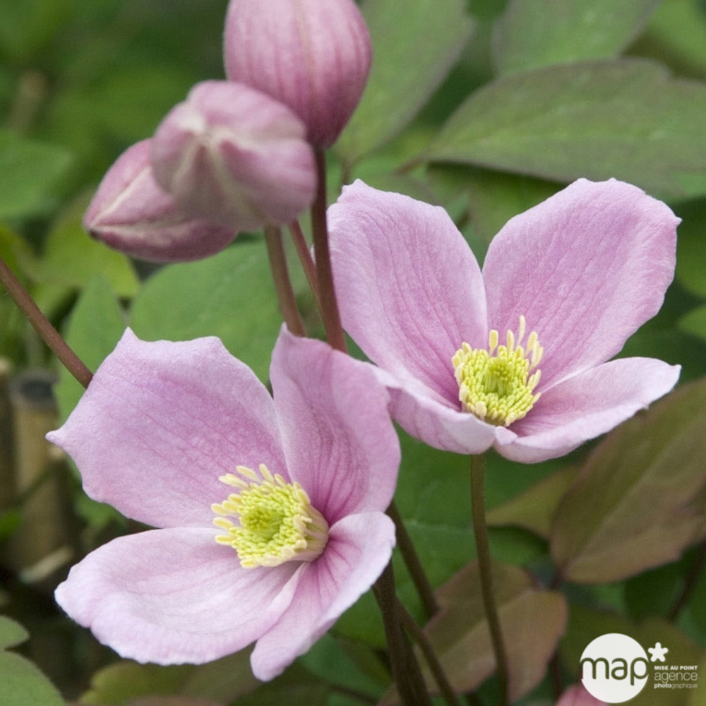 Clematis montana Rubens Superba : ctr de 3 Litres