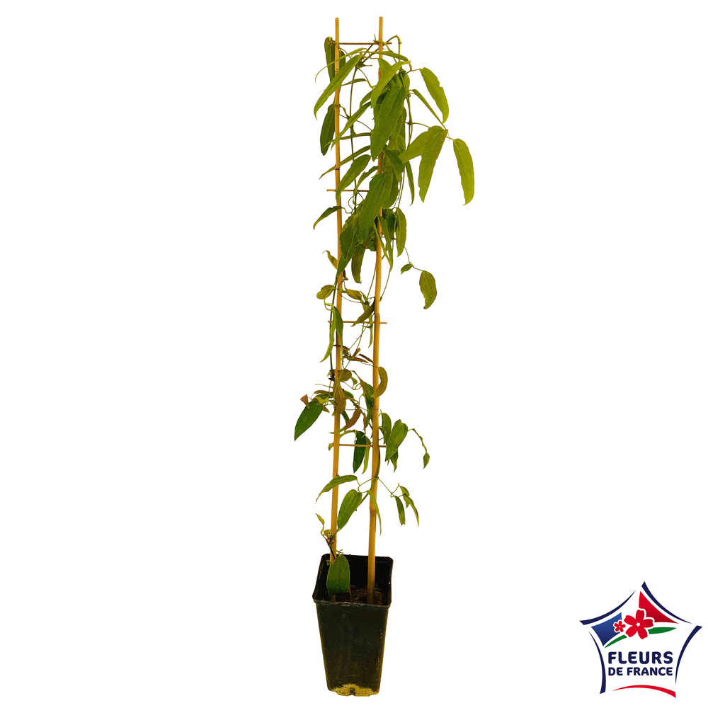Clematis armandii: ctr de 3 Litres