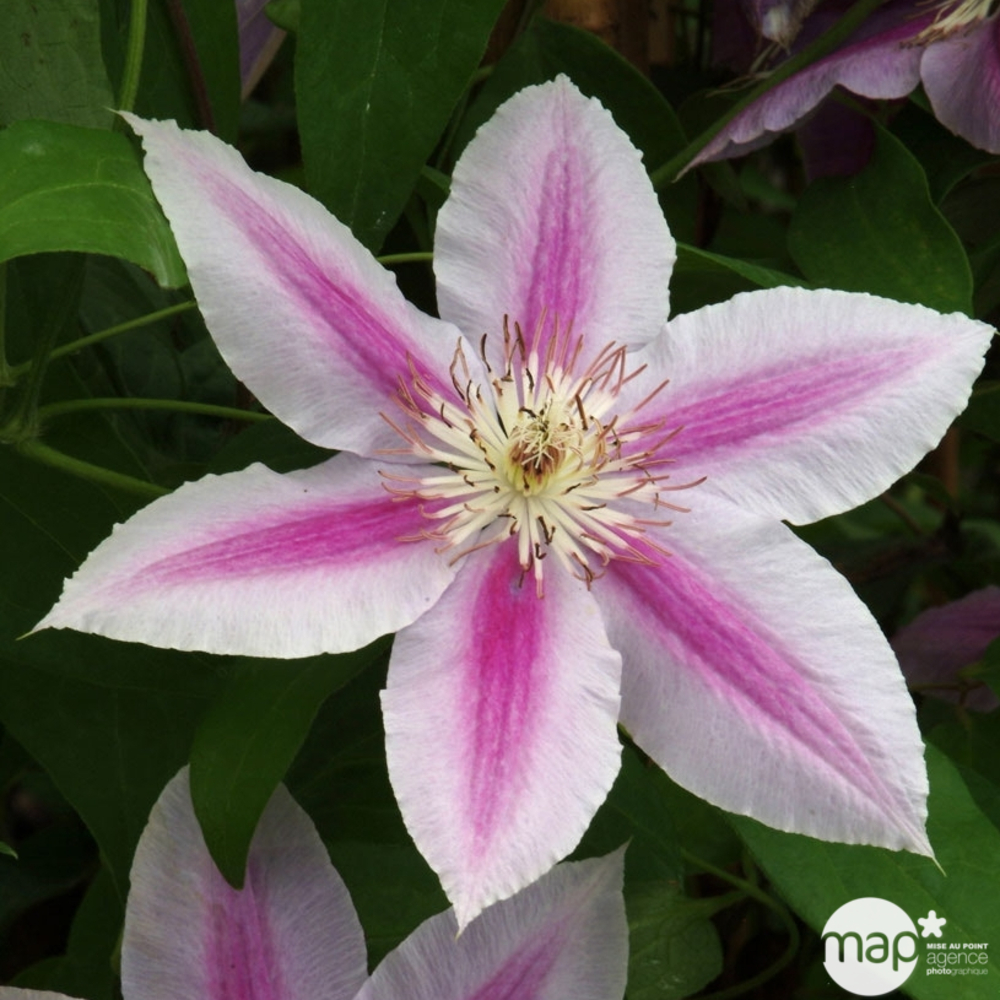 Clematis Docteur Ruppel : ctr de 3 Litres