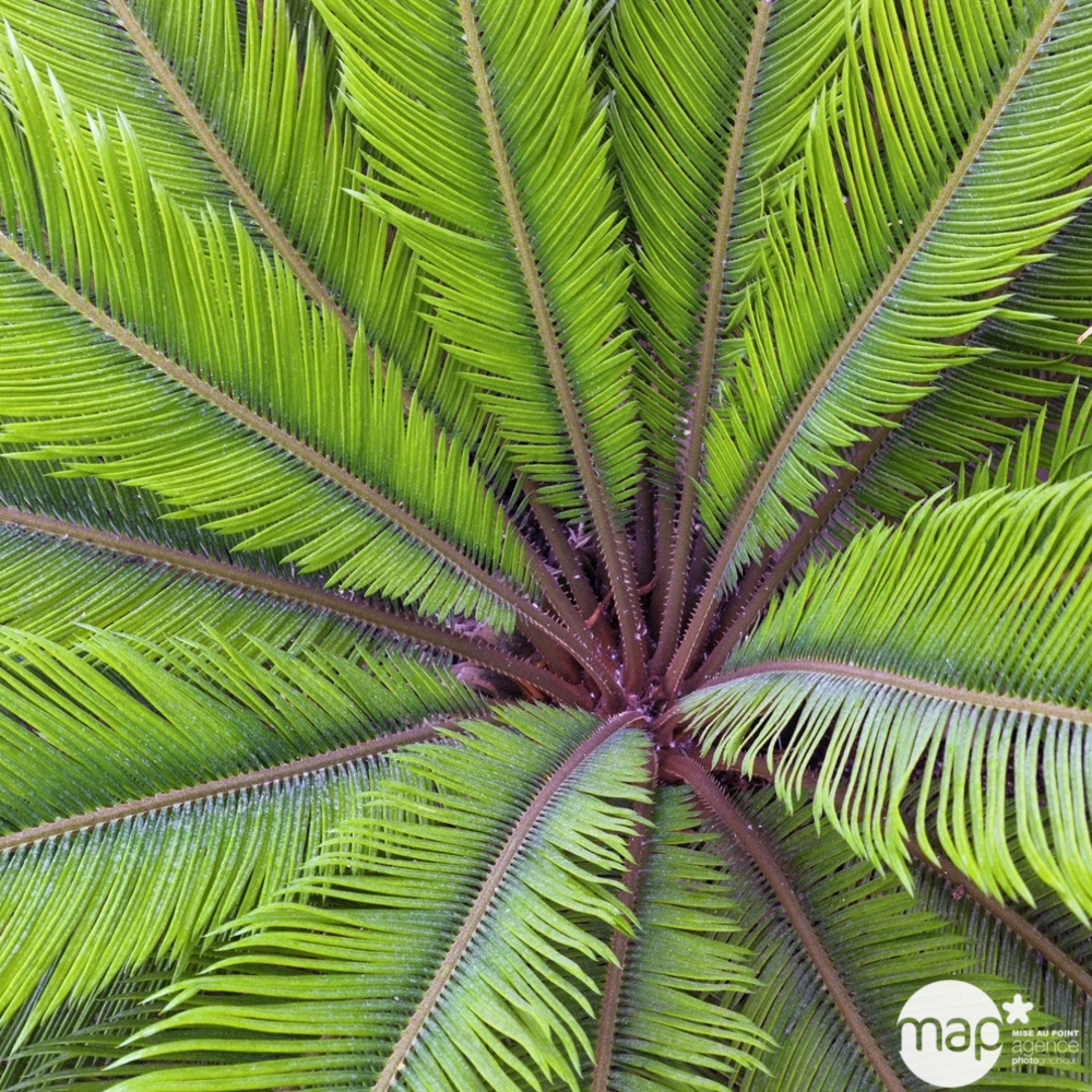 Cycas revoluta, tronc 35 à 45 cm : pot 70L