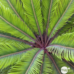 Cycas revoluta : pot D.22cm