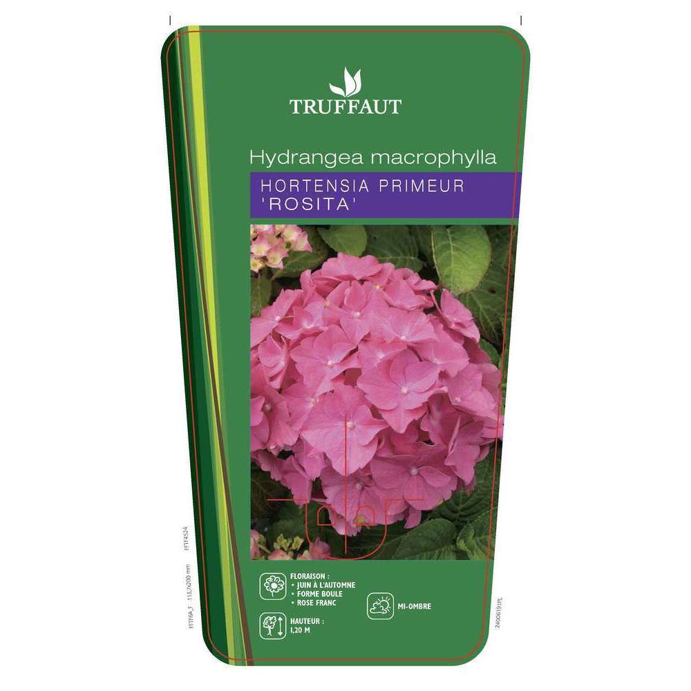 Hydrangea macrophylla 'Rosita primeur : ctr 5 litres (rose)