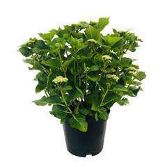 Hydrangea macrophylla ' Ankong' Â® : pot 10L