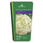 Hydrangea macrophylla ' Wudu' ® : conteneur 10 litres (blanc)