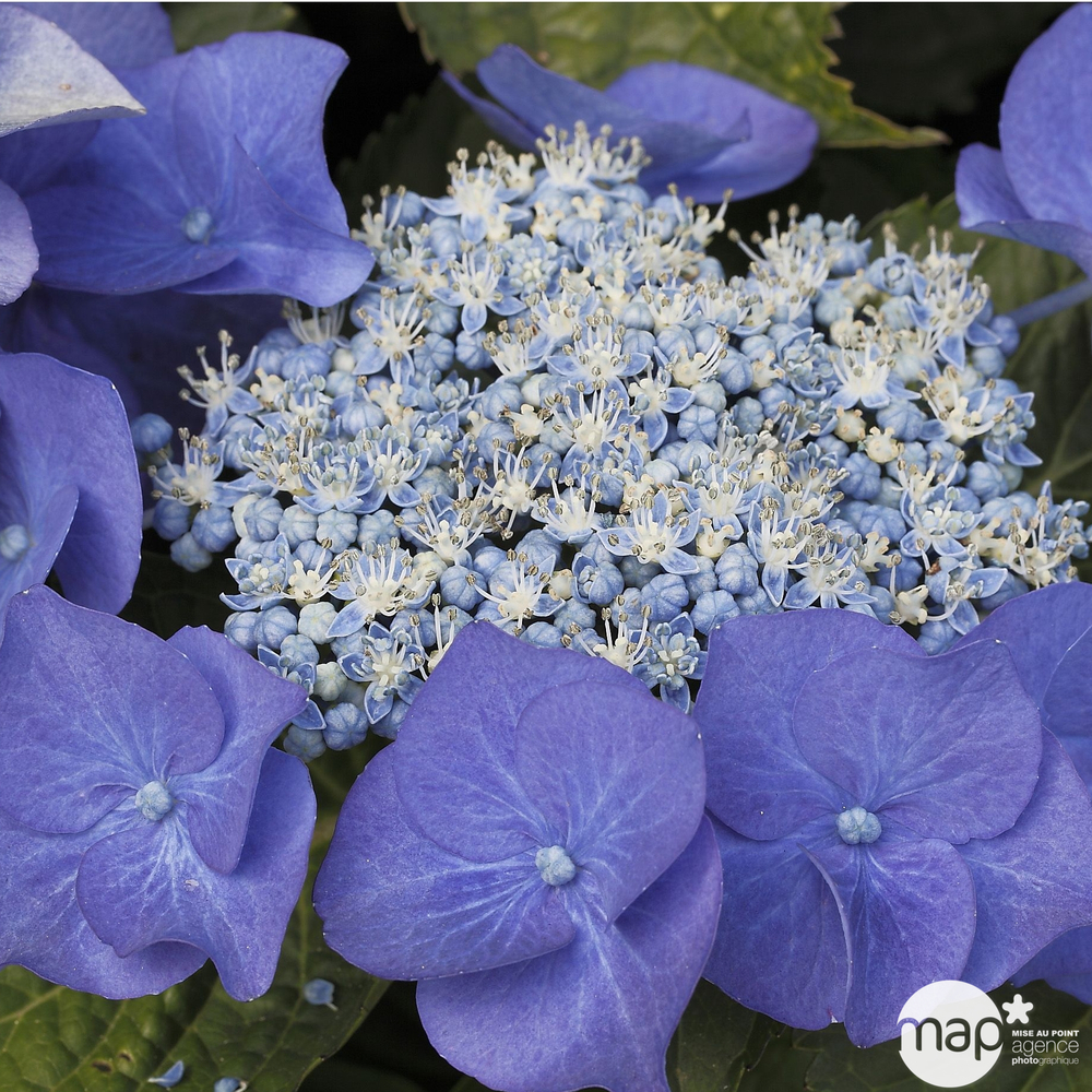 Hydrangea macrophylla ' Blue Sky ': conteneur 5 litres (bleu)