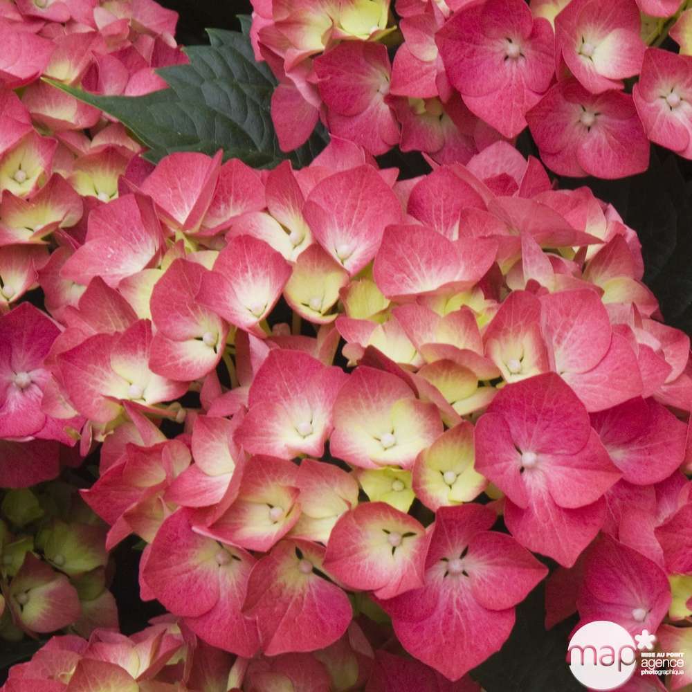Hydrangea macrophylla ' Leuchtfeuer ': conteneur 5 litres (rouge)