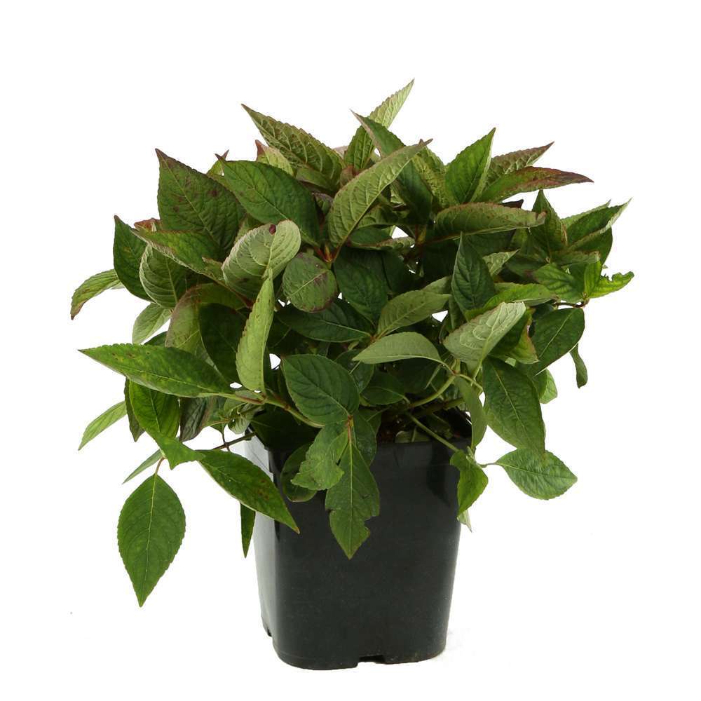 Hydrangea 'Klaveren' ctr 5 litres (rose soutenu)