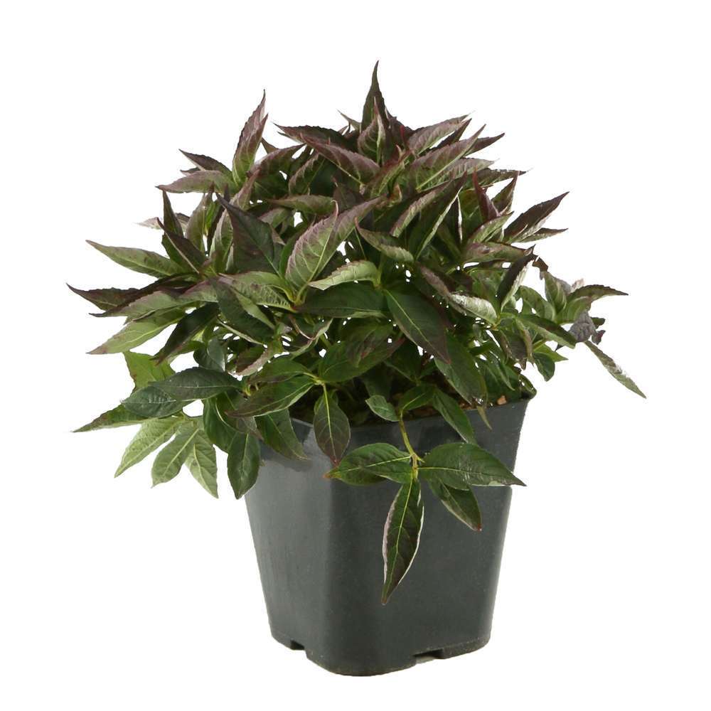 Hydrangea serrata ' Tiara ' : conteneur 5 litres (teller rose / bleu)