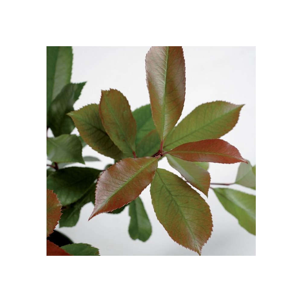 Photinia R.Robin : C 45L 175/200