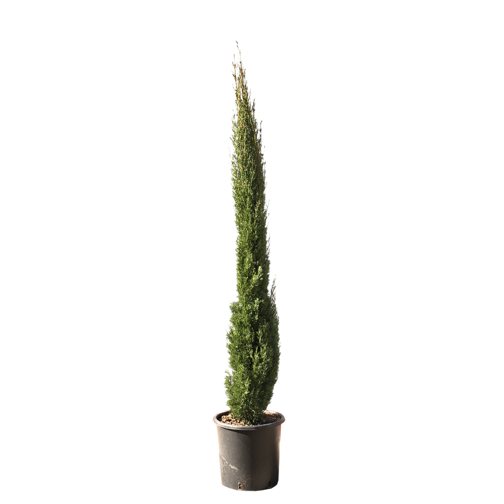 Cupressus Sempervirens Totem : hauteur 150/175 cm, pot 18 L
