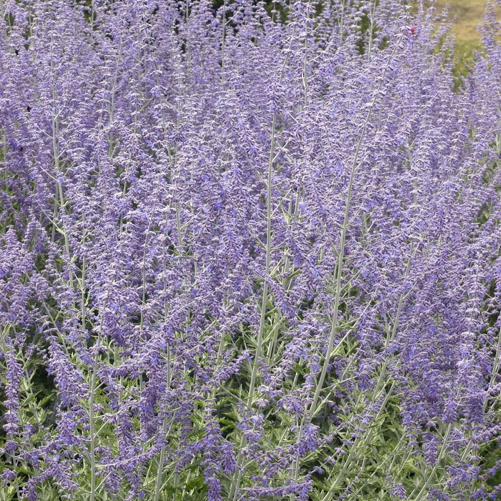 Perovskia atriplicifolia 'Blue Spire' : ctr3L