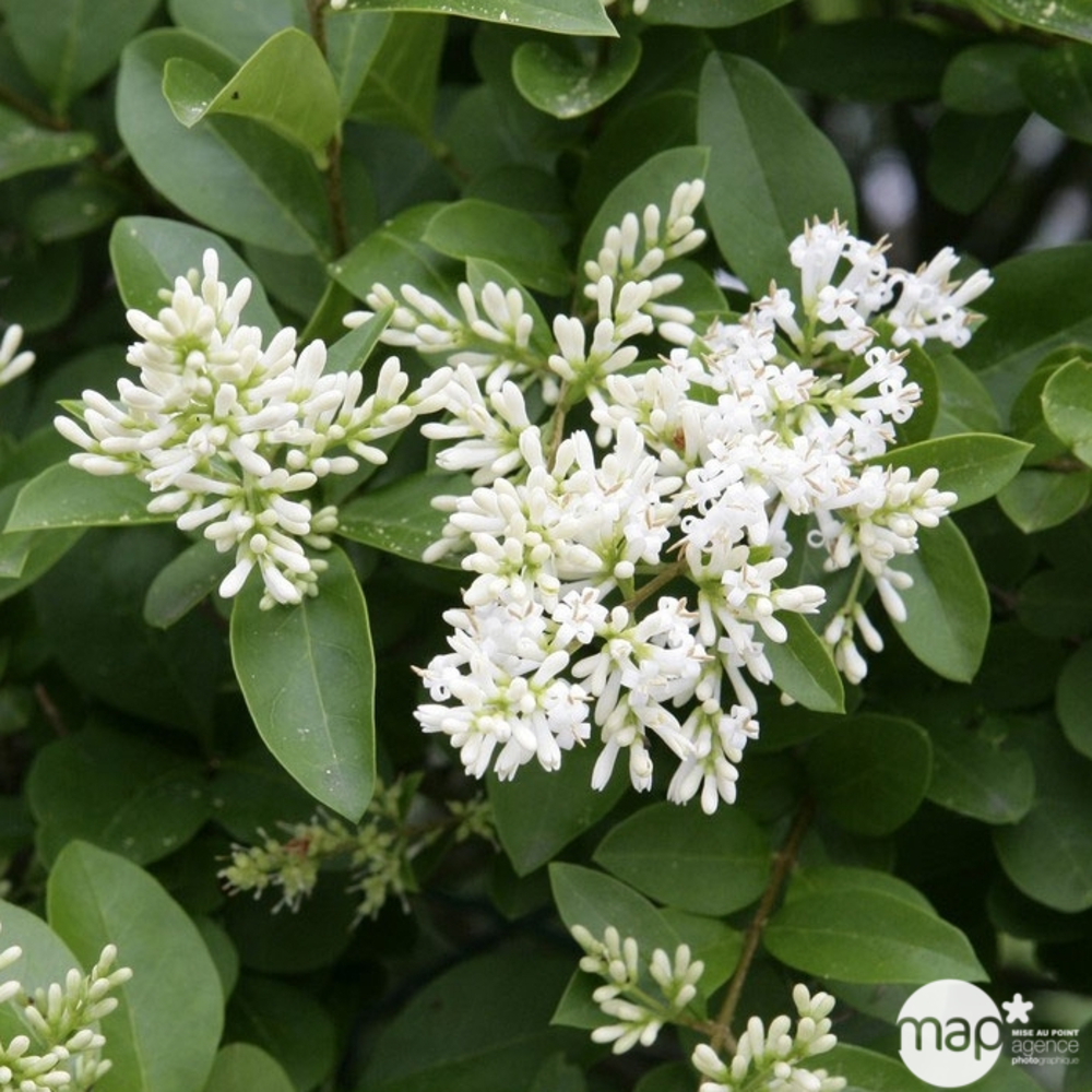 Ligustrum ovalifolium : H 100/125 cm : ctr 10 litres | Truffaut
