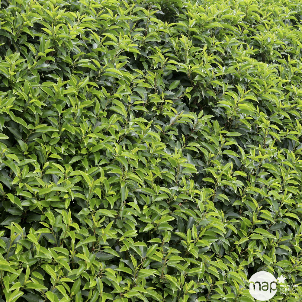 Prunus lusitanica 'Angustifolia': Hauteur 80/100cm conteneur 10 litres