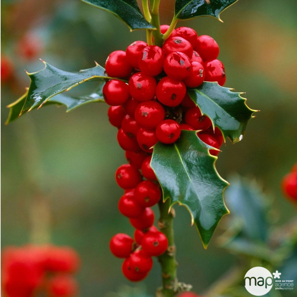 Ilex aquifolium ' Alaska ' : ctr 4,5 litres