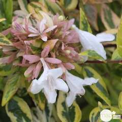 Abelia  x grandiflora 'Kaleidoscope' ® : C10L