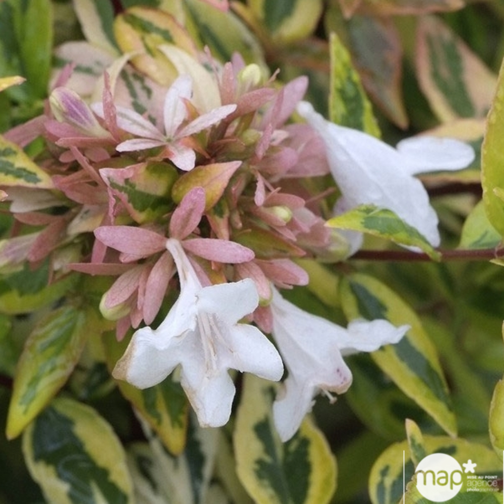 Abelia x grandiflora 'Kaleidoscope' ® : C10L