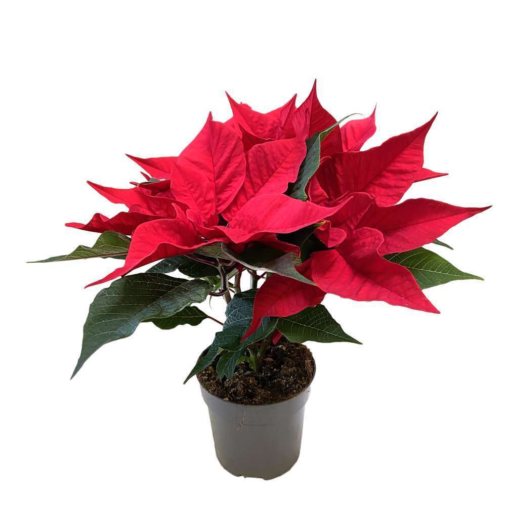 Poinsettia: pot d.10cm