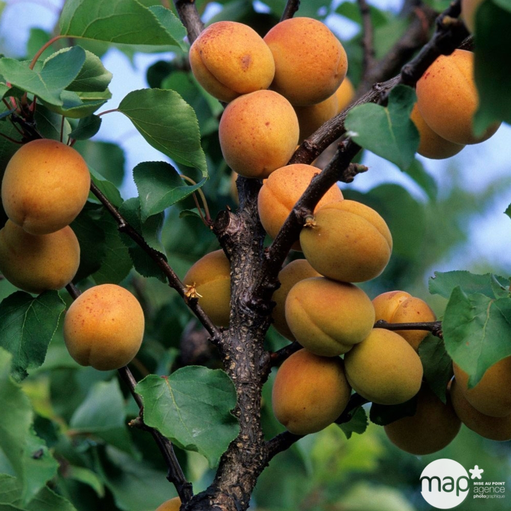 Abricotier polonais : demi tige, prêt à planter