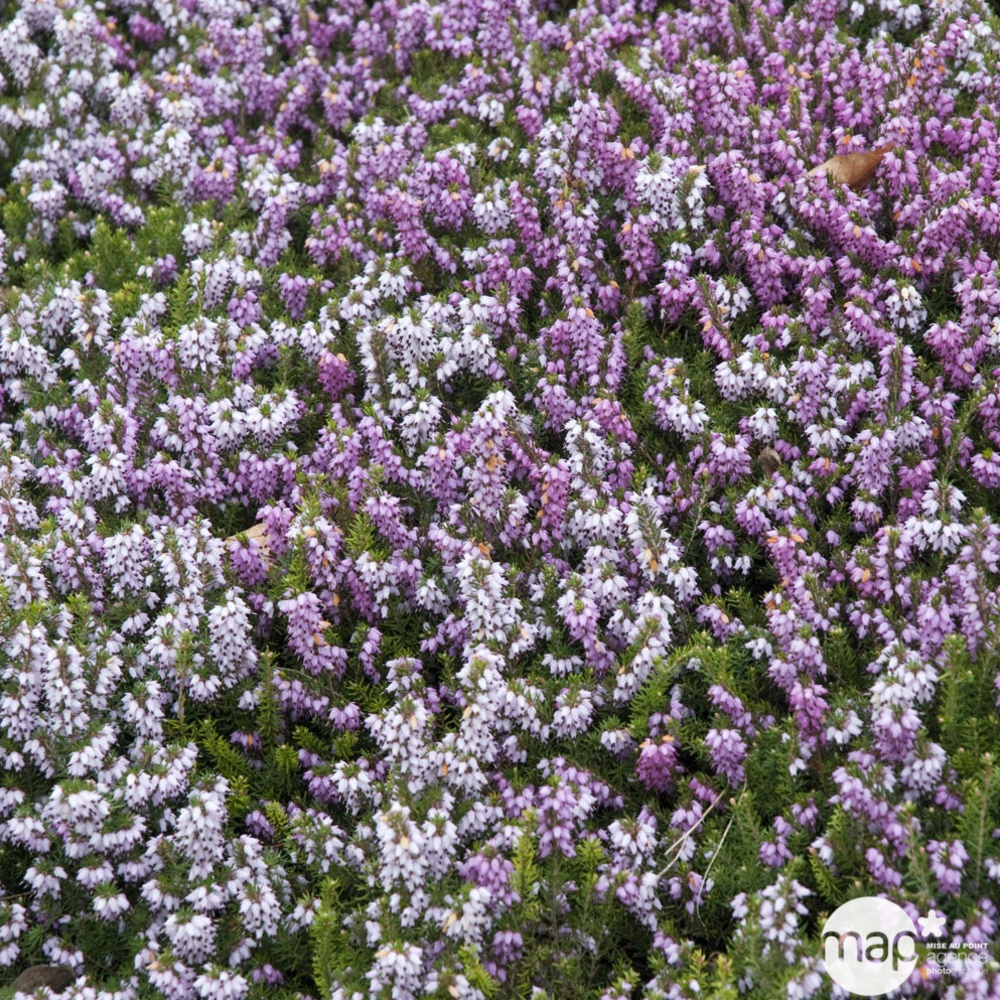 Erica darleyensis : ctr 3 L