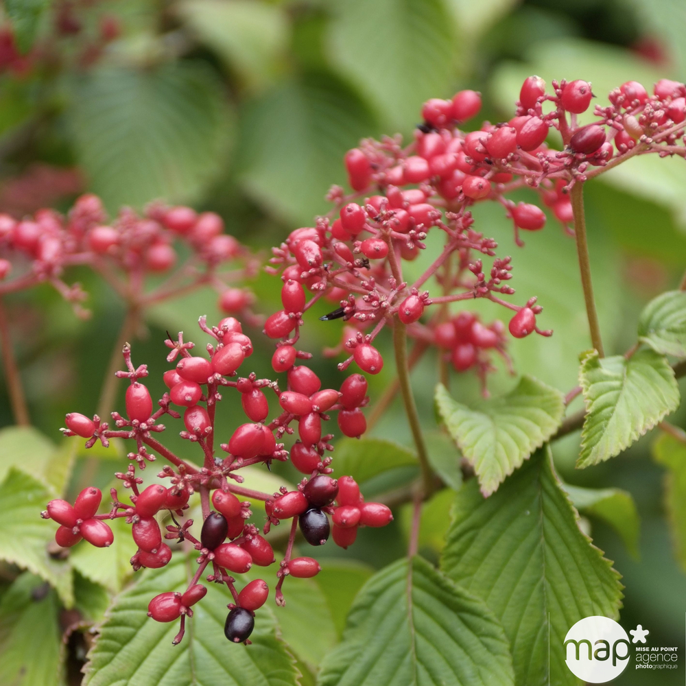 Viburnum plicatum ' Lanarth ' : H 40/60 cm : ctr 10 litres
