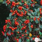 Cotoneaster franchetti : H 60/80 cm : ctr 10 litres