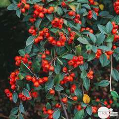 Cotoneaster franchetti : H 60/80 cm : ctr 10 litres