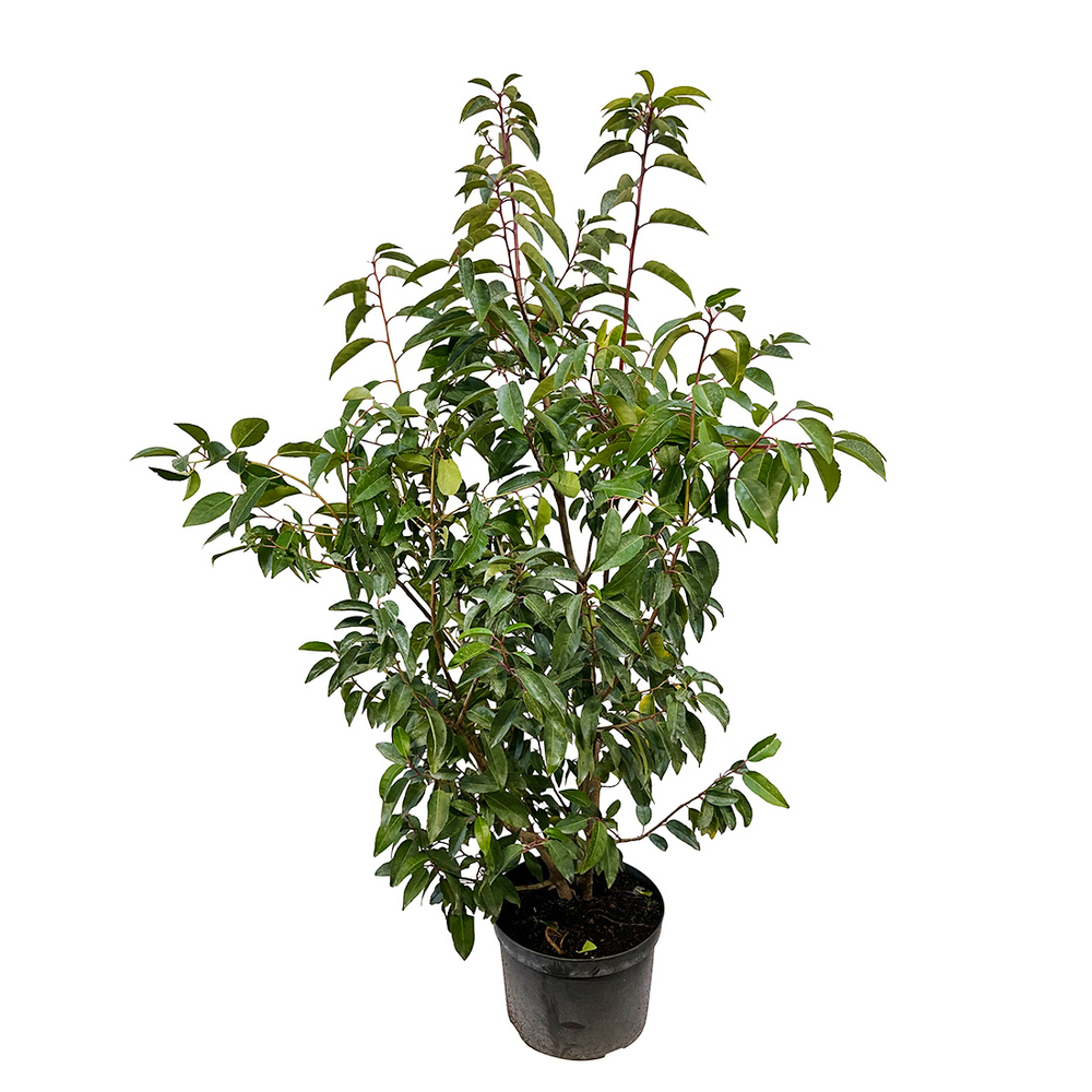 Prunus lusitanica: h.100/125cm pot 3L