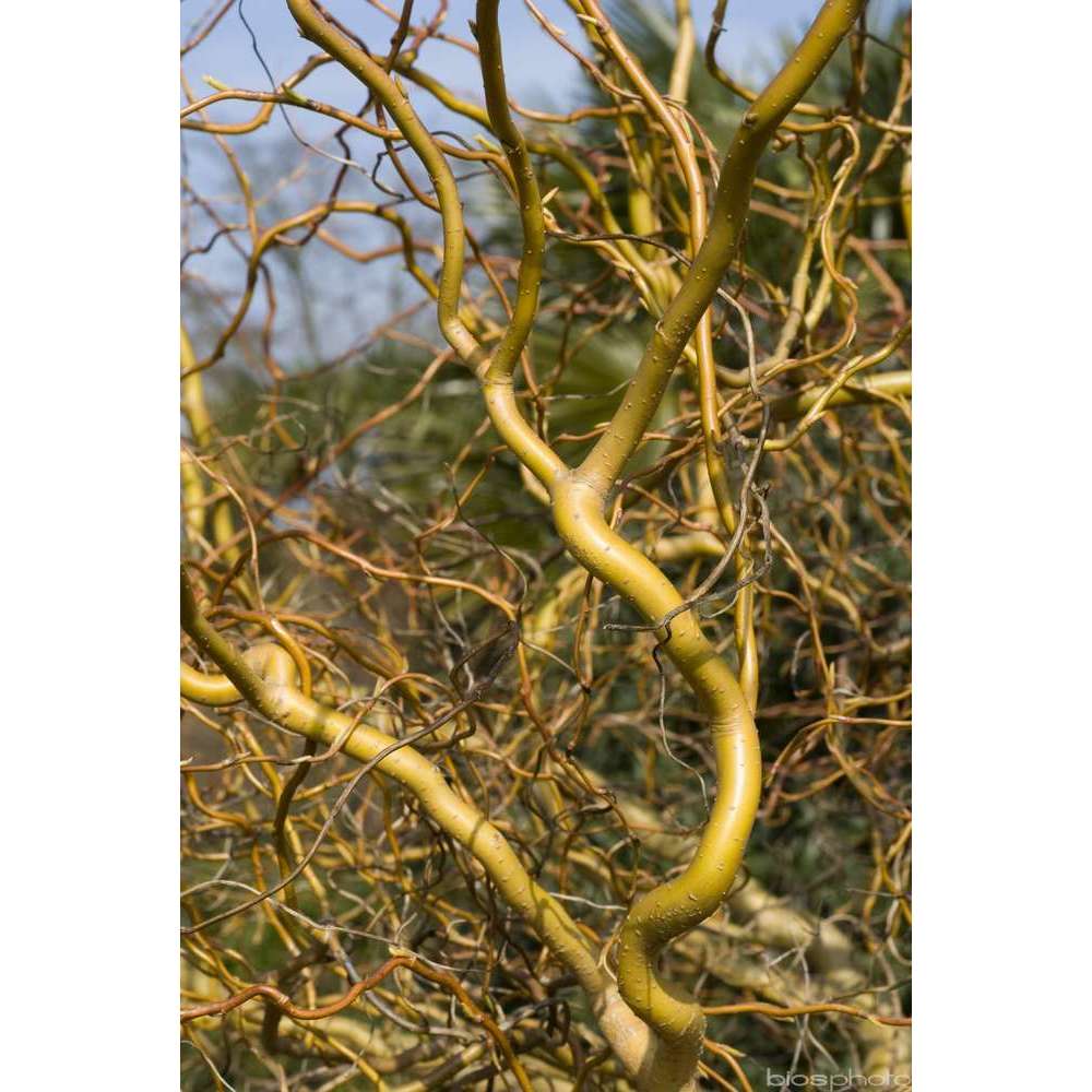 Salix x erythroflexuosa : H 80/100 cm ctr 10 litres