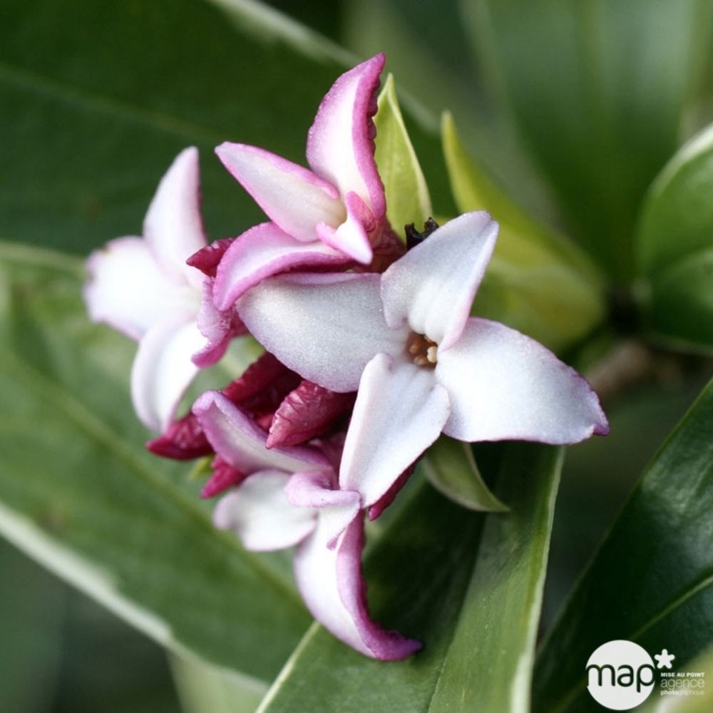 Daphne odora 'Aureomarginata' : ctr 3 L (blanc et rose)