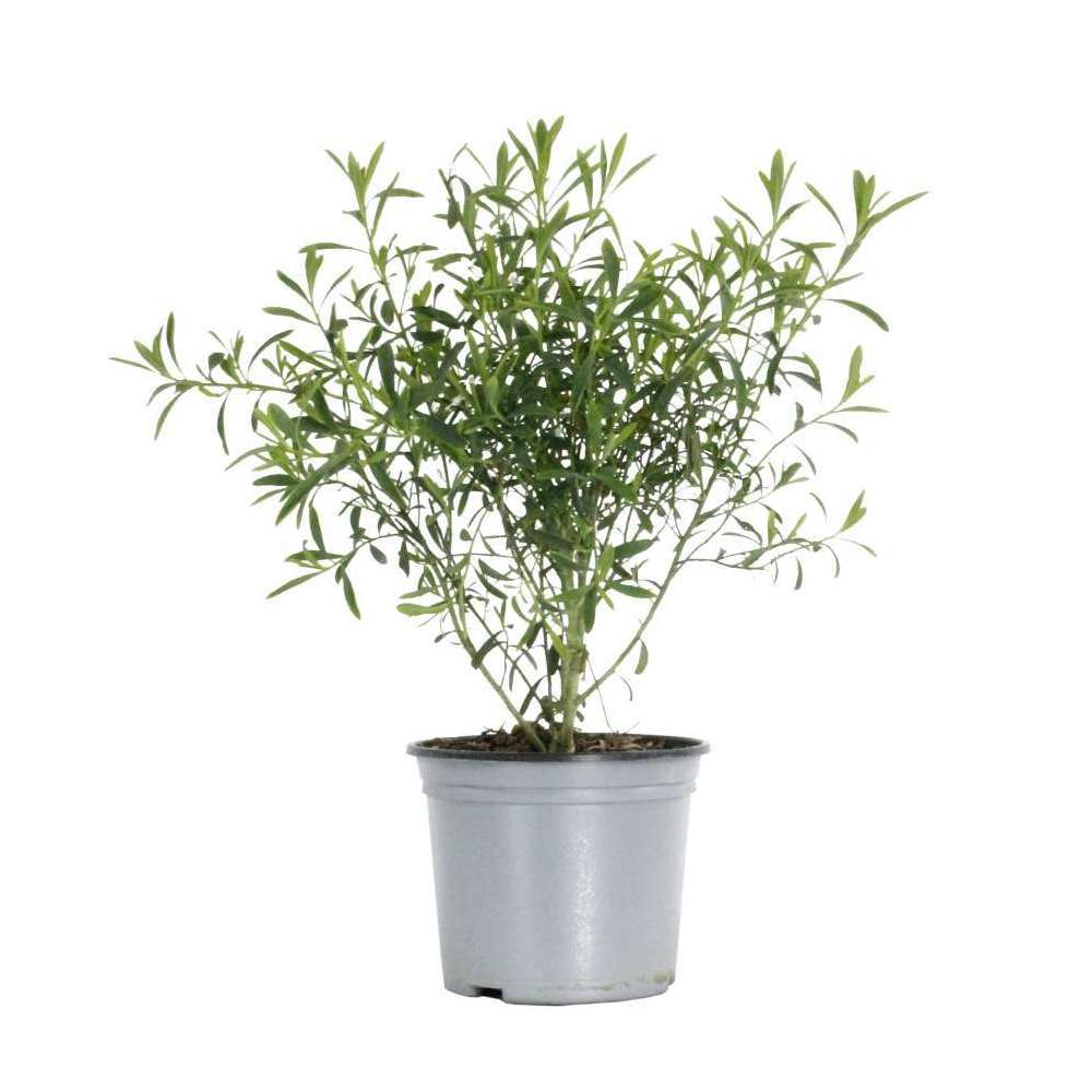 Eriostemon myoporoides : conteneur de 3 Litres