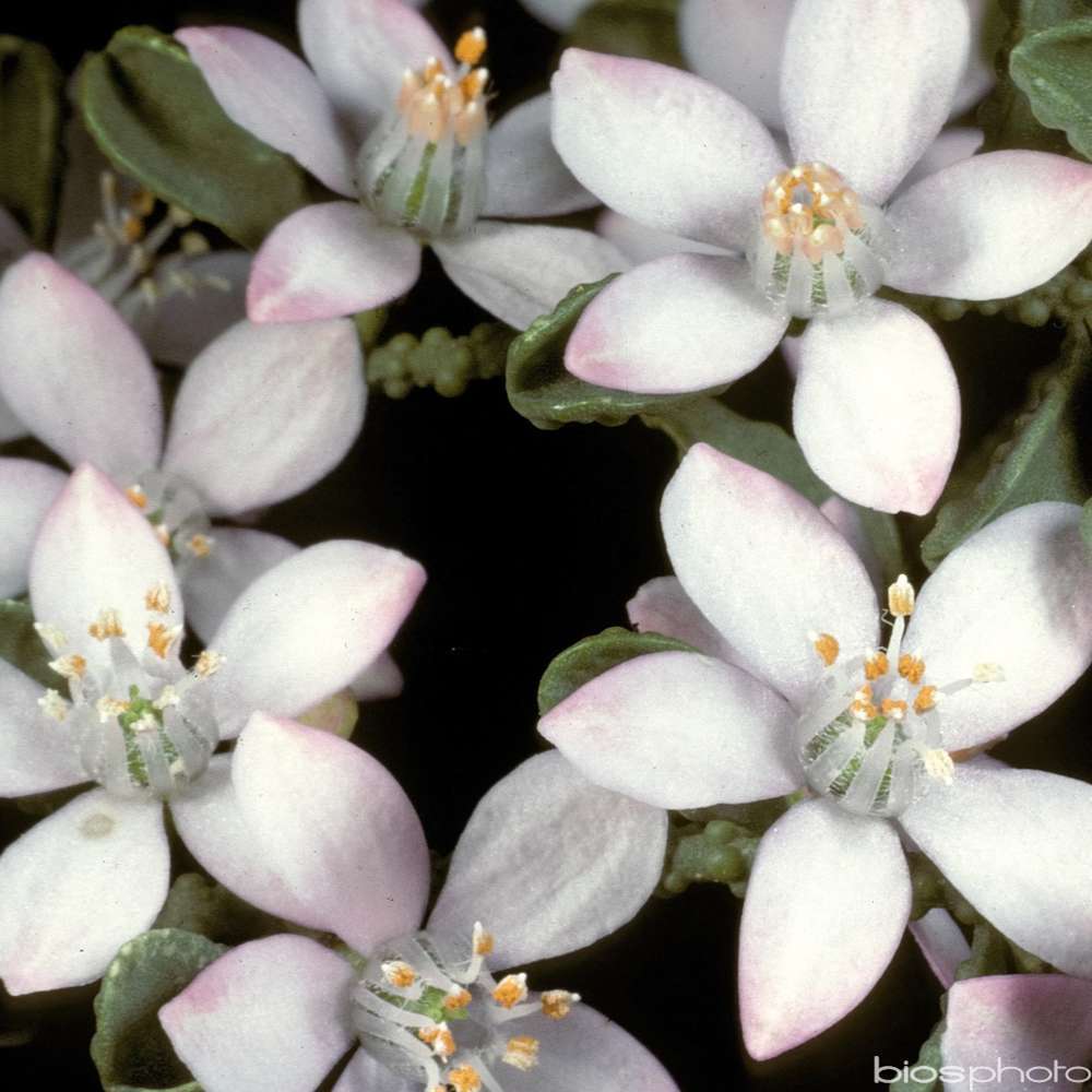 Eriostemon myoporoides : conteneur de 8L