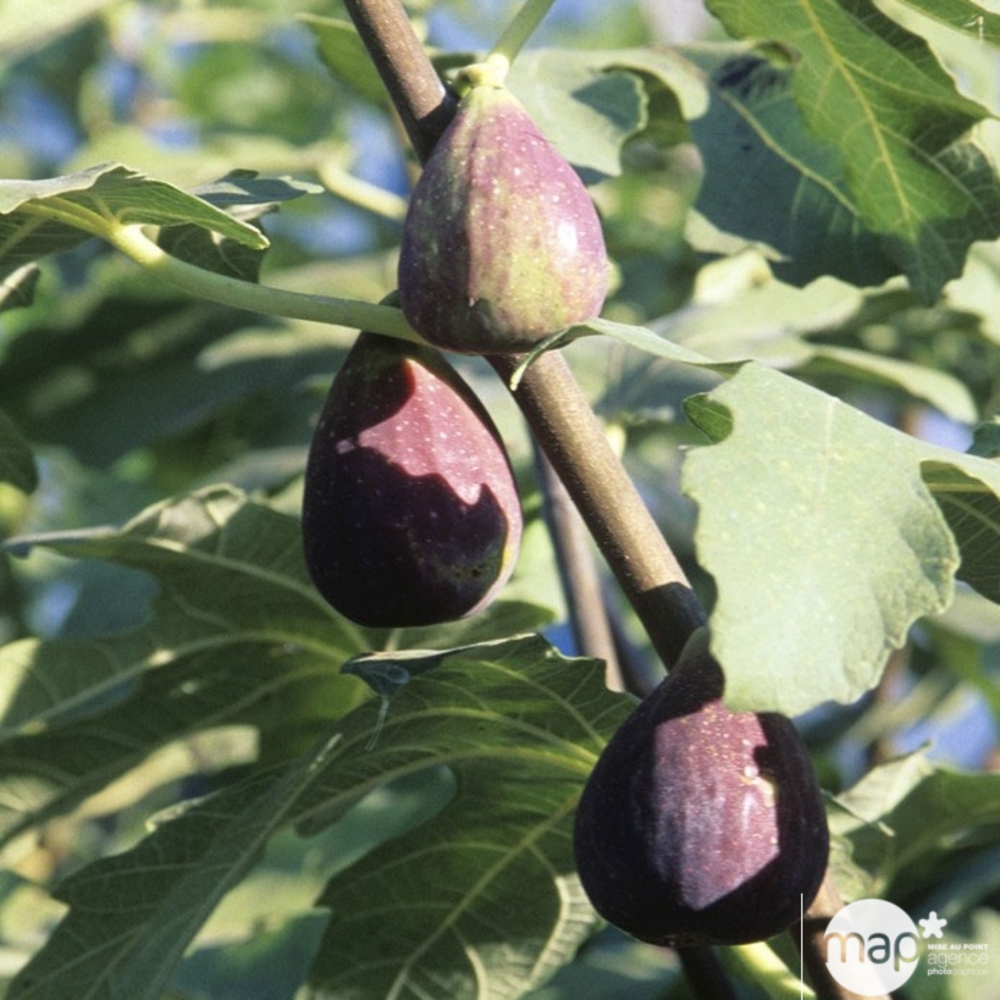 Figuier Longue d'Août