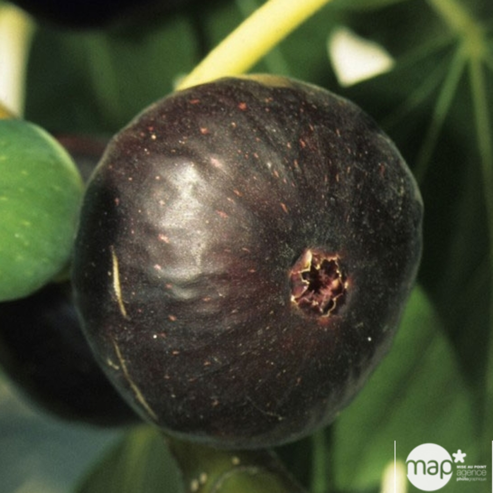 Figuier ronde de Bordeaux