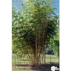 Bambou : pot de 7 litres