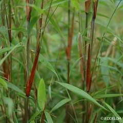 Bambou moyen : Fargesia touffe C7L