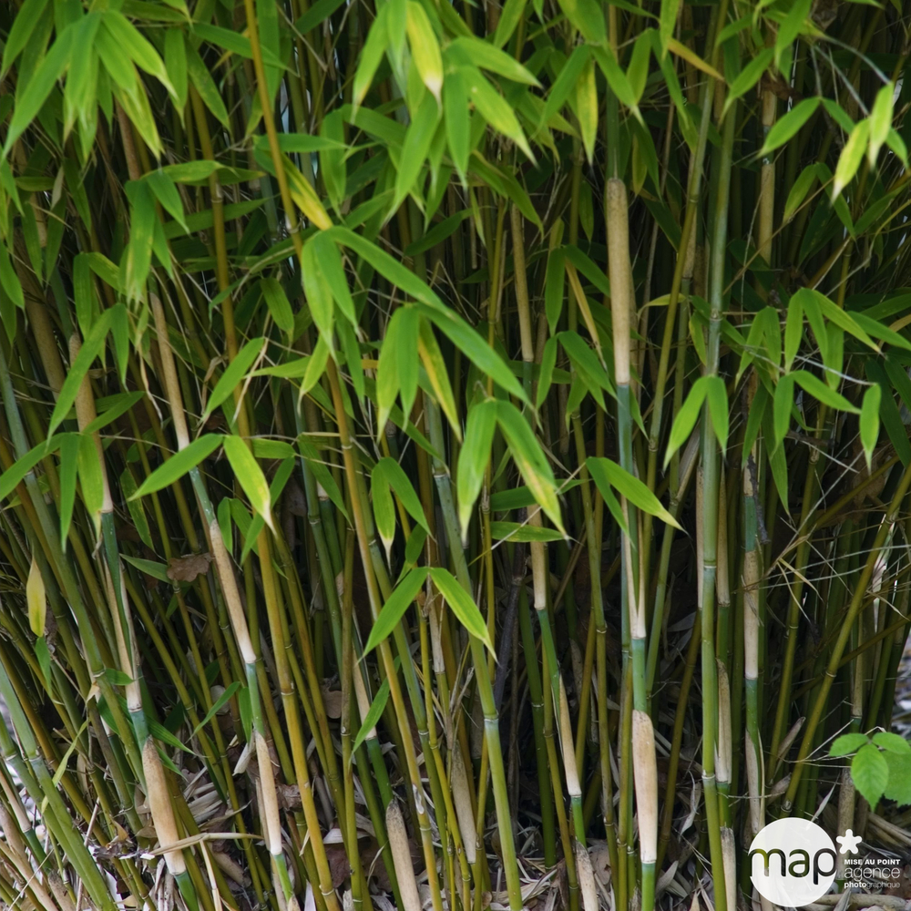 Bambou : pot de 7 litres