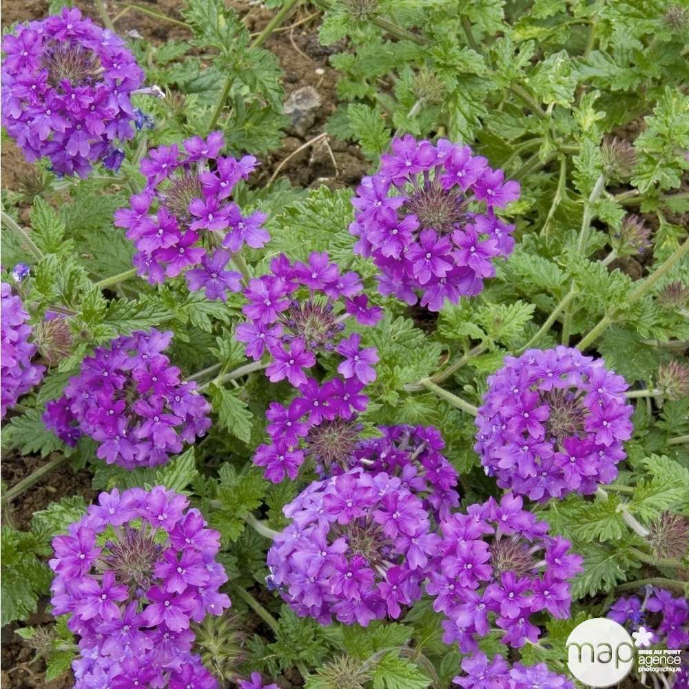 Verveine du Canada 'Homestead Purple' : godet vert
