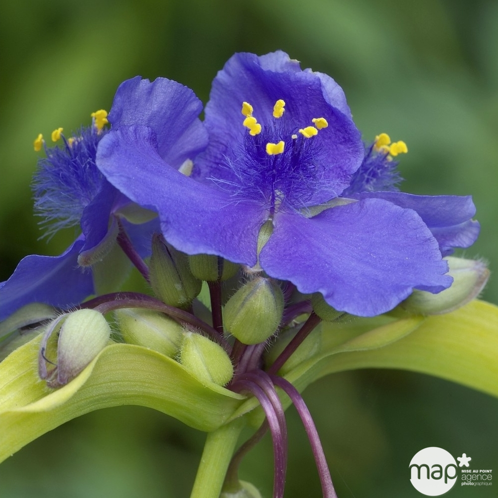 Ephémère de Virginie Sweet Kate : godet vert