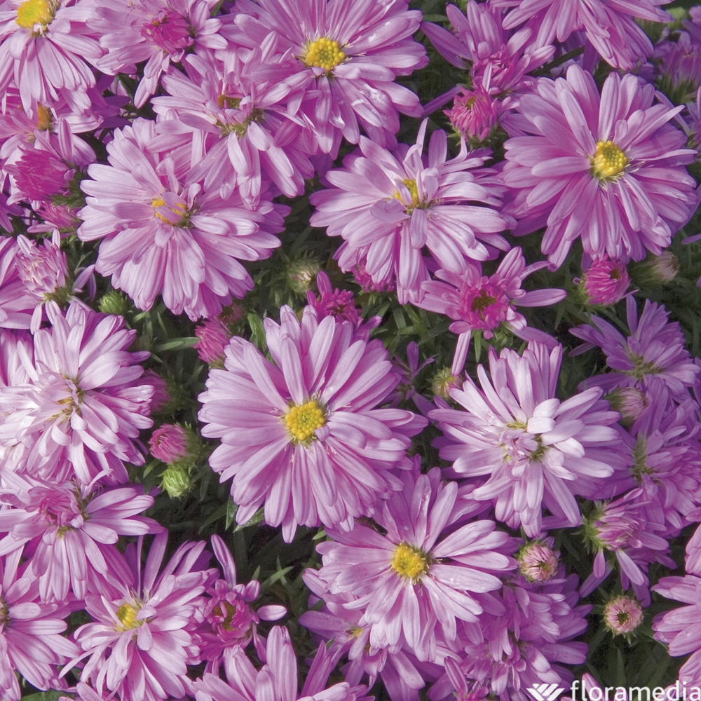Aster novi belgii rosa perle : godet vert