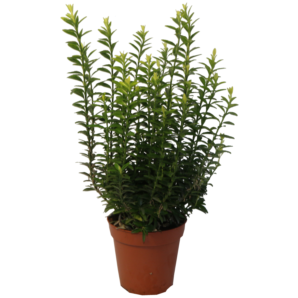 Euonymus japonicus 'Microphyllus' : pot D.13cm