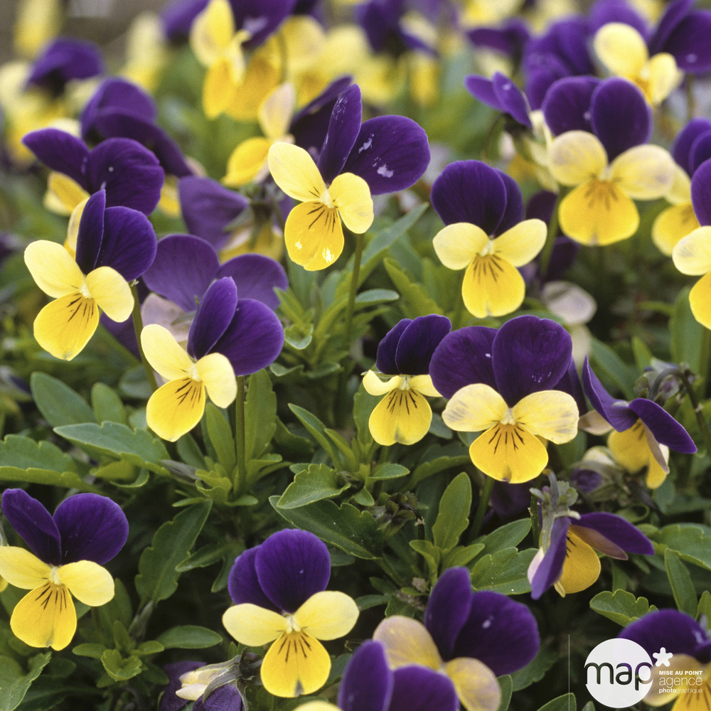 Viola Cornuta : suspension Ø 27 cm - Coloris variables