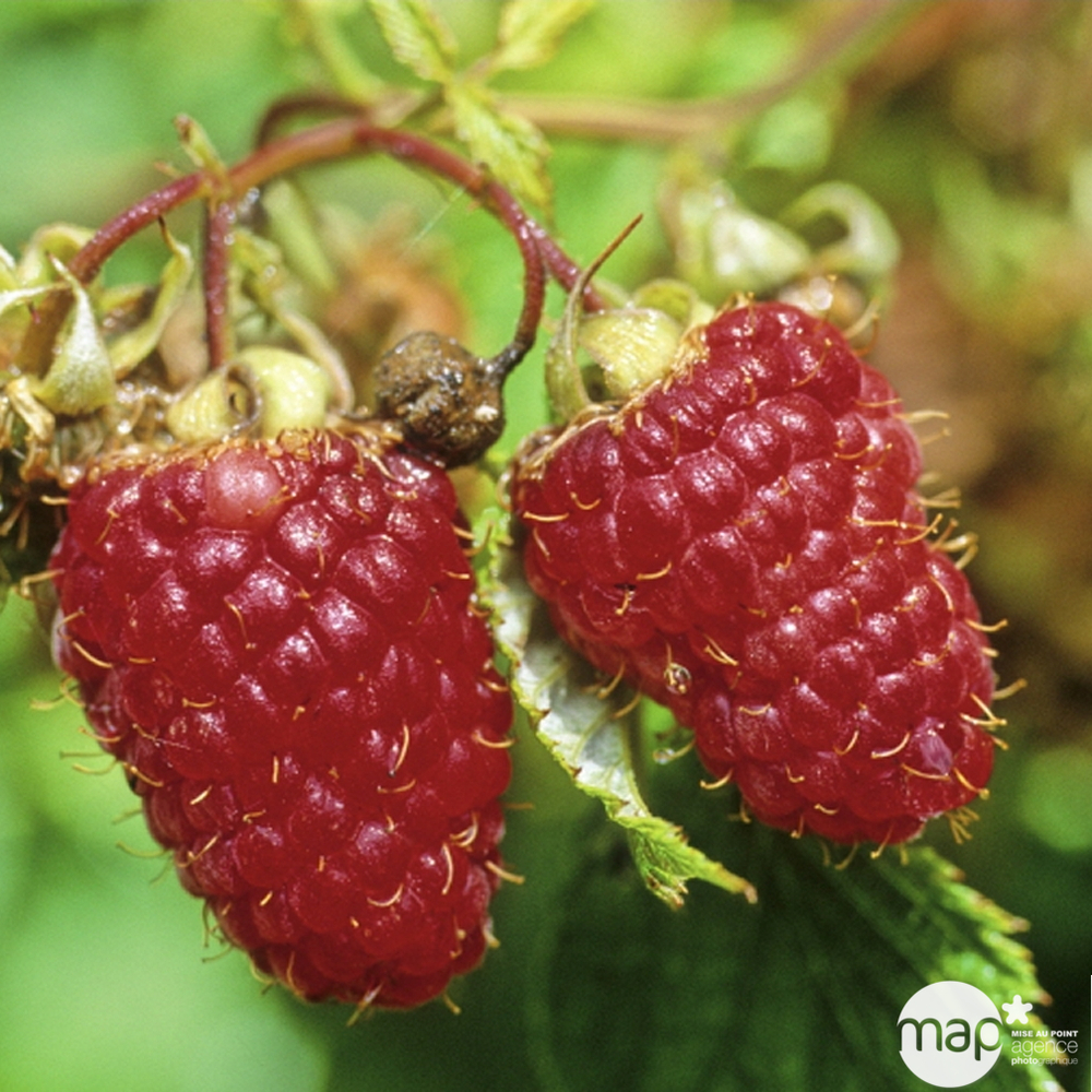 FRAMBOISIER VARIE C 4L TFE-(377793)