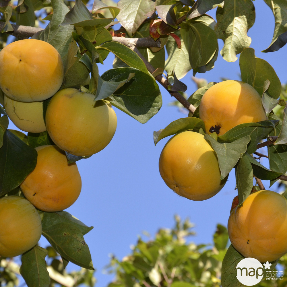 Kaki : conteneur 15 Litres Tige h.110 cm