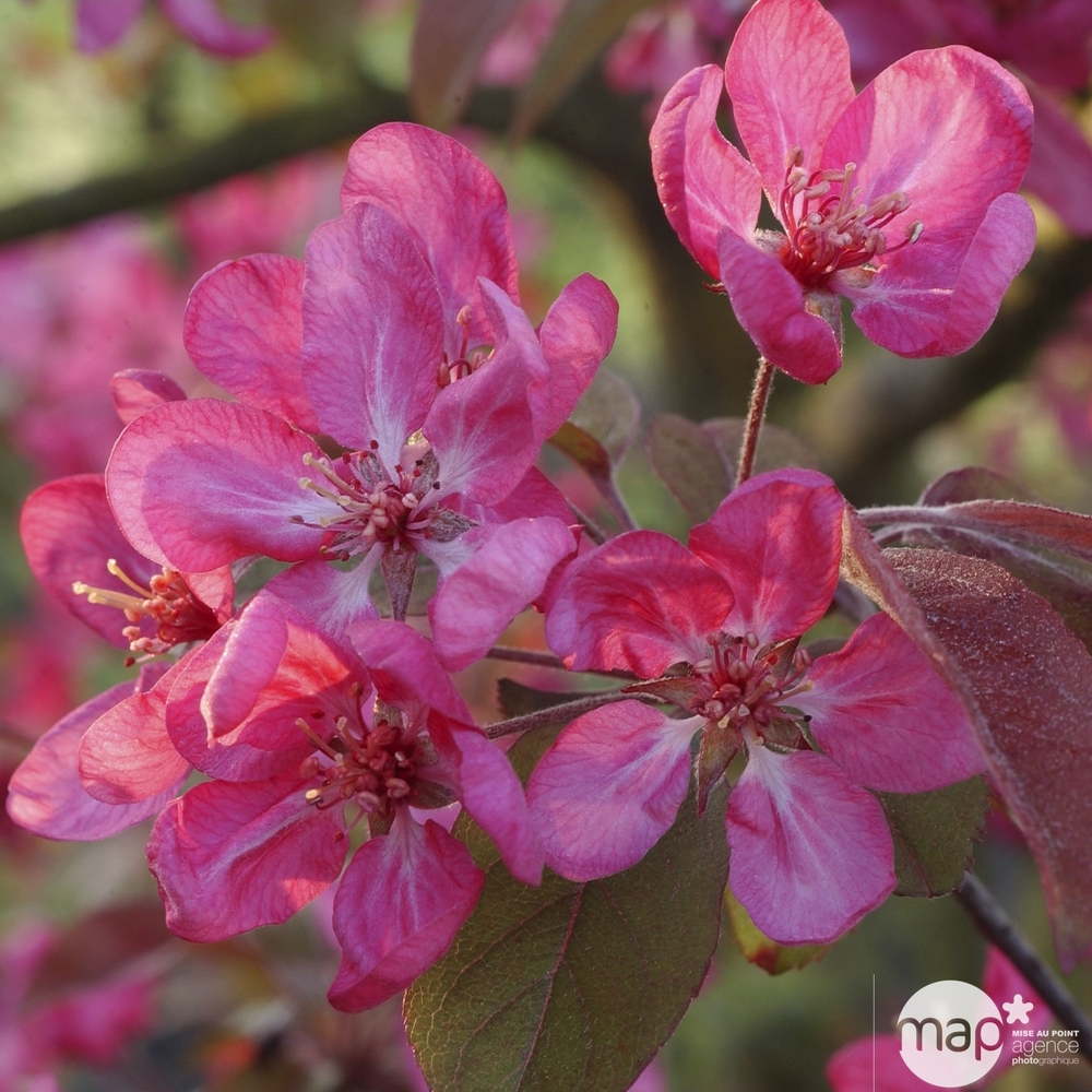 Malus coccinella ® 'Courtarou' : H 150/175 cm