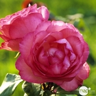 Rosier Panthère Rose® 'Meicapinal': pot 3L