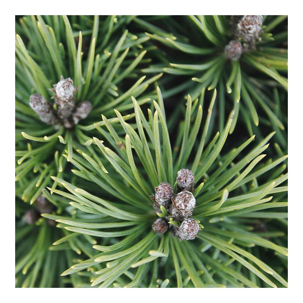 Pinus mugo Mops : H 25/30 cm : ctr 4 L
