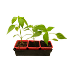 Plants de piments Cayenne 'Impala' F1 bio : barquette de 3 plants